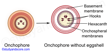 taenia life cycle in pig, onchophore, hexacanth larva, onchospheral membrane, hooks, basement membrane